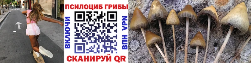 Купить  Чаплыгин  Псилоцибиновые грибы Cubensis 